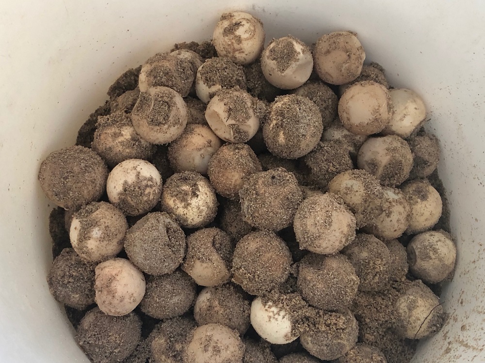 The eggs must be handled very carefully, because rotating them can kill the embryonic turtles. — TODAY pic