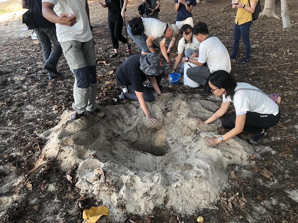 NParks staff members and volunteers spent all morning on Wednesday (Aug 21) to carefully transplant turtle eggs. — TODAY pic