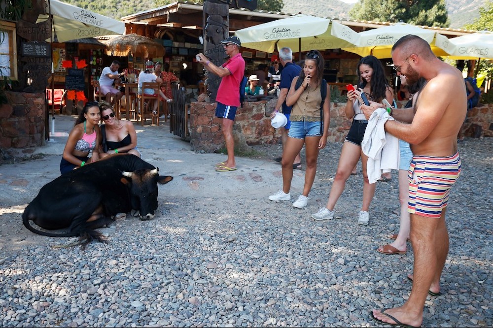 Tourists take pictures with a cow on the beach of Girolata on August 19, 2019, near the Scandola Nature Reserve, on the western coast of the French Mediterranean island of Corsica. u00e2u20acu201d AFP picnn