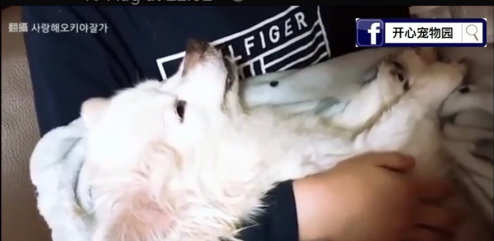 Okey struggling to acknowledge its owners as its about to draw its last breath. u00e2u20acu201d Screengrab from Facebook