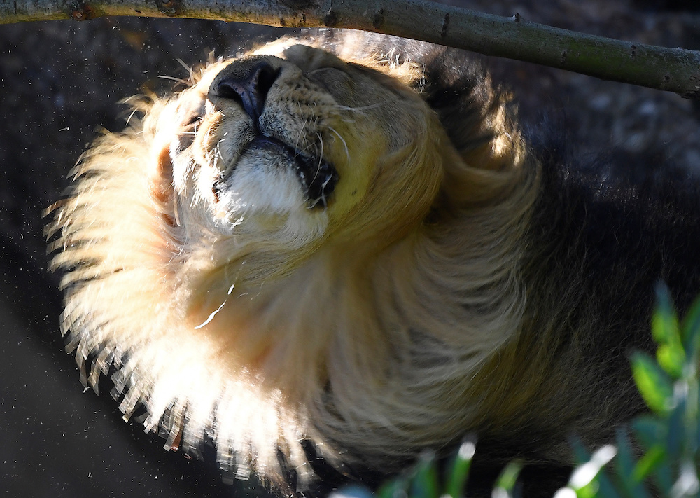 An Asiatic lion shakes his head during the annual weigh-in at London Zoo, London August 22, 2019. u00e2u20acu201d Reuters pic