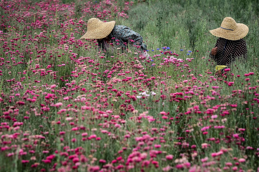 Women pick up medicinal herb centaurea cyanus, commonly known as cornflower in the village of Vranishte, Albania July 10, 2019. u00e2u20acu201d AFP pic         