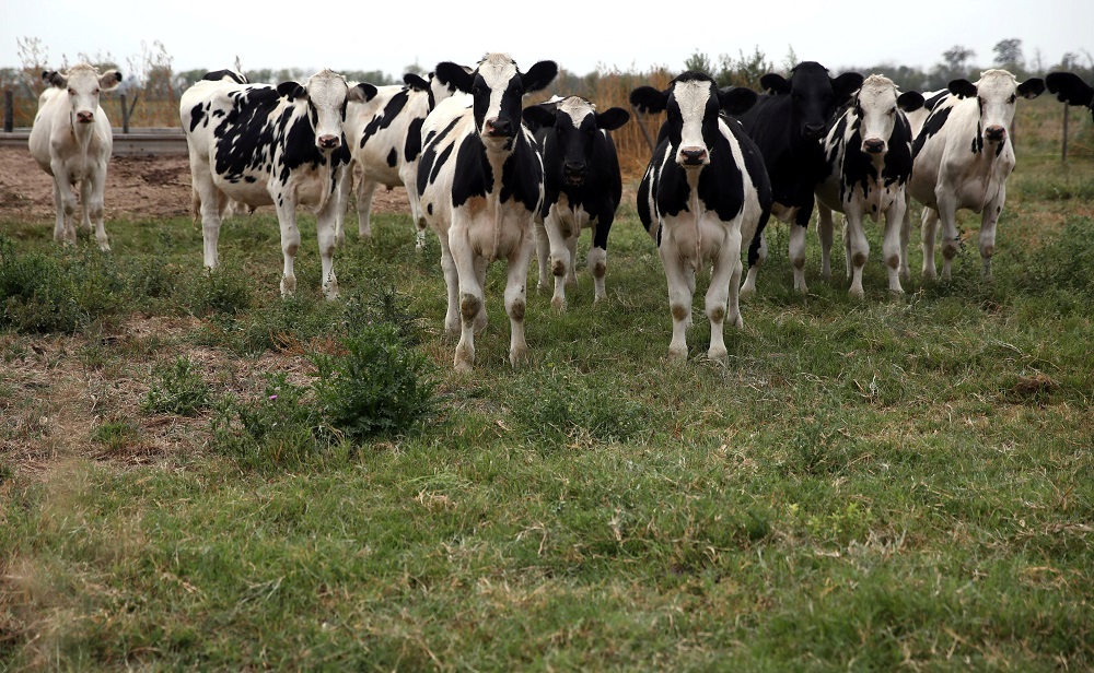 Cows graze in a farm near Sunchales, Argentina April 6, 2018. u00e2u20acu201d Reuters pic        