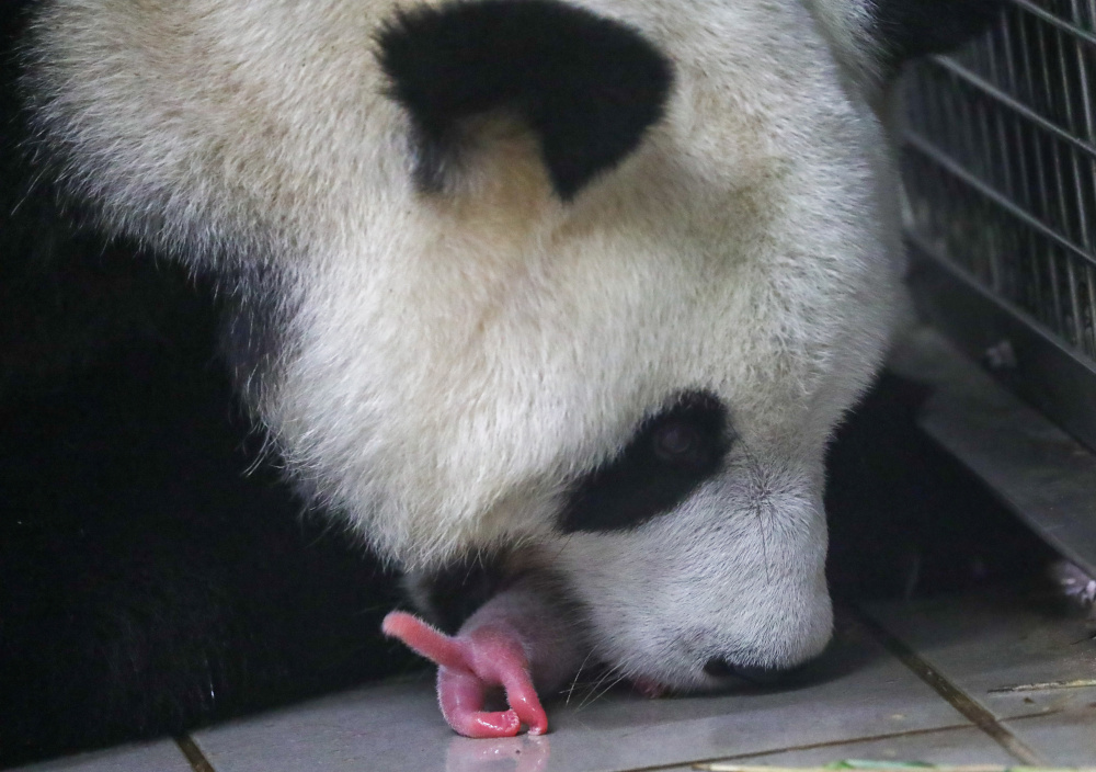 A newborn twin panda cub is seen at the Pairi Daiza wildlife park, a zoo and botanical garden in Brugelette, Belgium, August 9, 2019. u00e2u20acu201d Benoit Bouchez Pairi Daiza handout pic via Reuters  