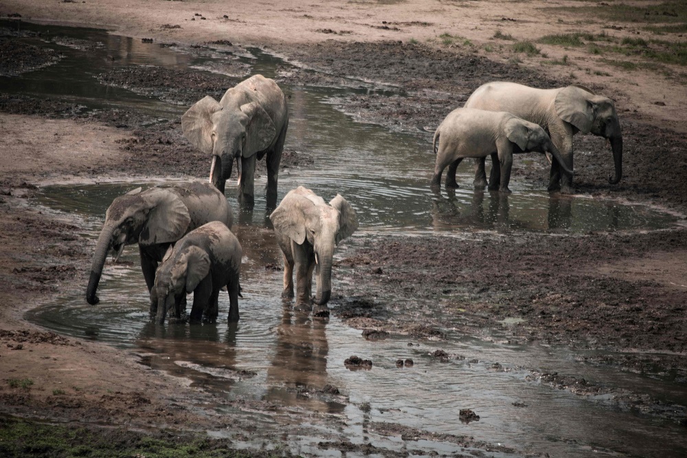 In this photograph taken on April 11, 2019, a group of forest elephants play in the salt marshes of the Dzanga-Sangha Reserve, the last refuge of forest elephants and Central African gorillas, in south-western Central African Republic. u00e2u20acu201d AFP pic 