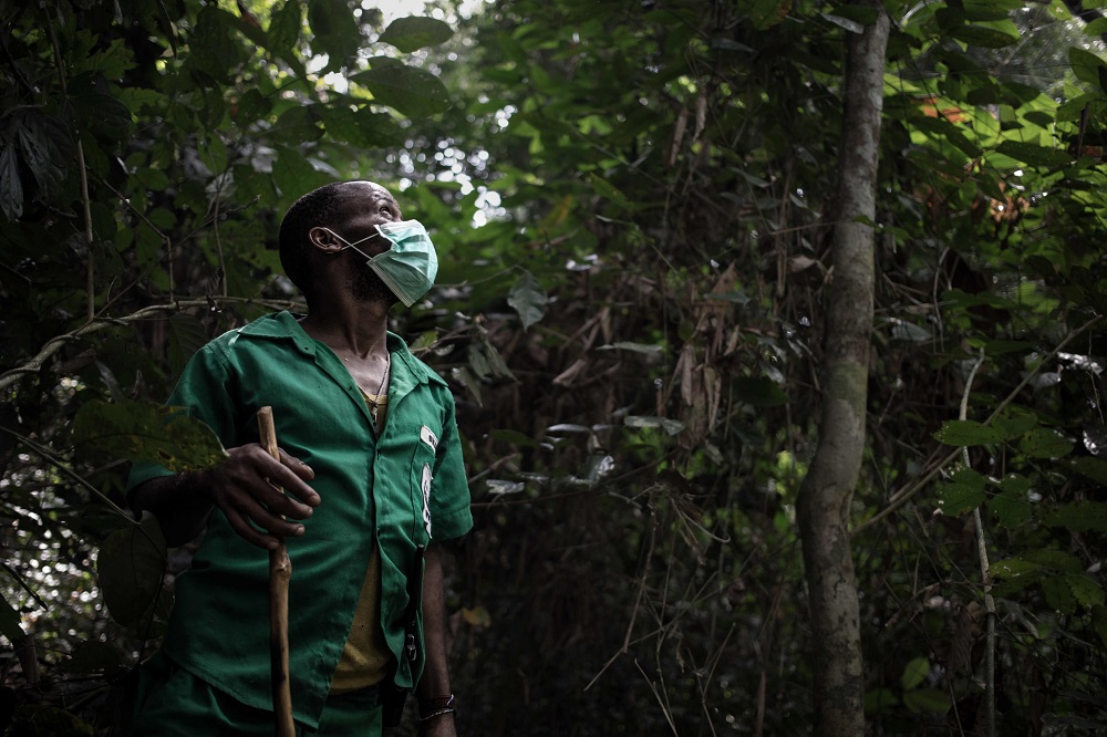 In this April 14, 2019 photo, a pygmy ranger searches for gorilla tracks in the Bayanga Equatorial Forest, part of the Dzangha-Sanga Reserve, the last refuge of forest elephants and gorillas, in south-western Central African Republic. u00e2u20acu201d AFP pic 