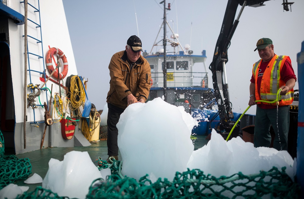 Captain Edward Kean crushes pieces of an iceberg, while Phil Kennedy cleans the salt water, as they sail in Bonavista Bay in Newfoundland, Canada June 30, 2019. — AFP pic