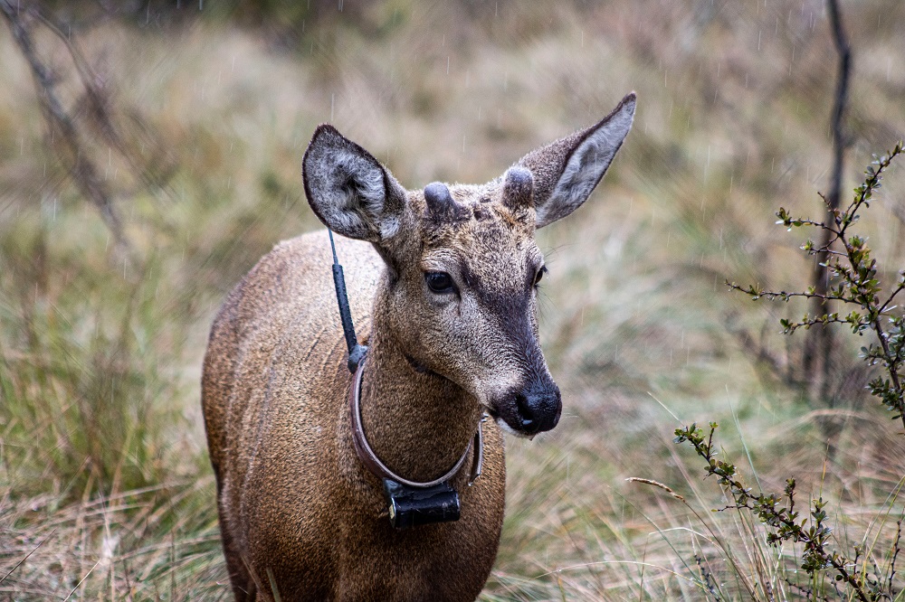 Chileu00e2u20acu2122s national animal, the Huemul deer, is seen after being raised and released in captivity to save the species from extinction, in the Huilo Huilo nature reserve in Temuco, Chile August 10, 2019. u00e2u20acu201d Latam Airlines Group/Reuters pic       