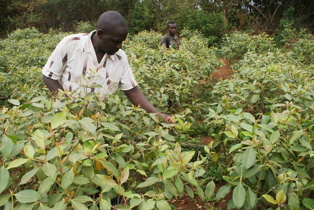 Joshua Mugo and one of his employees tend to muguka crops in Gachuriri, a village in central Kenya August 9, 2019. u00e2u20acu201d Thomson Reuters Foundation pic