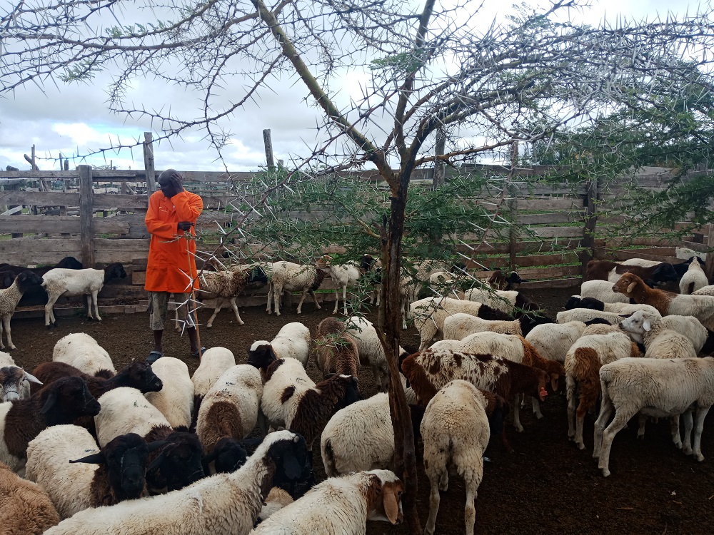 Brian Kikon pictured in his sheep pen at at Isinya, Kajiado County, Kenya May 26, 2019. u00e2u20acu201d Thomson Reuters Foundation pic