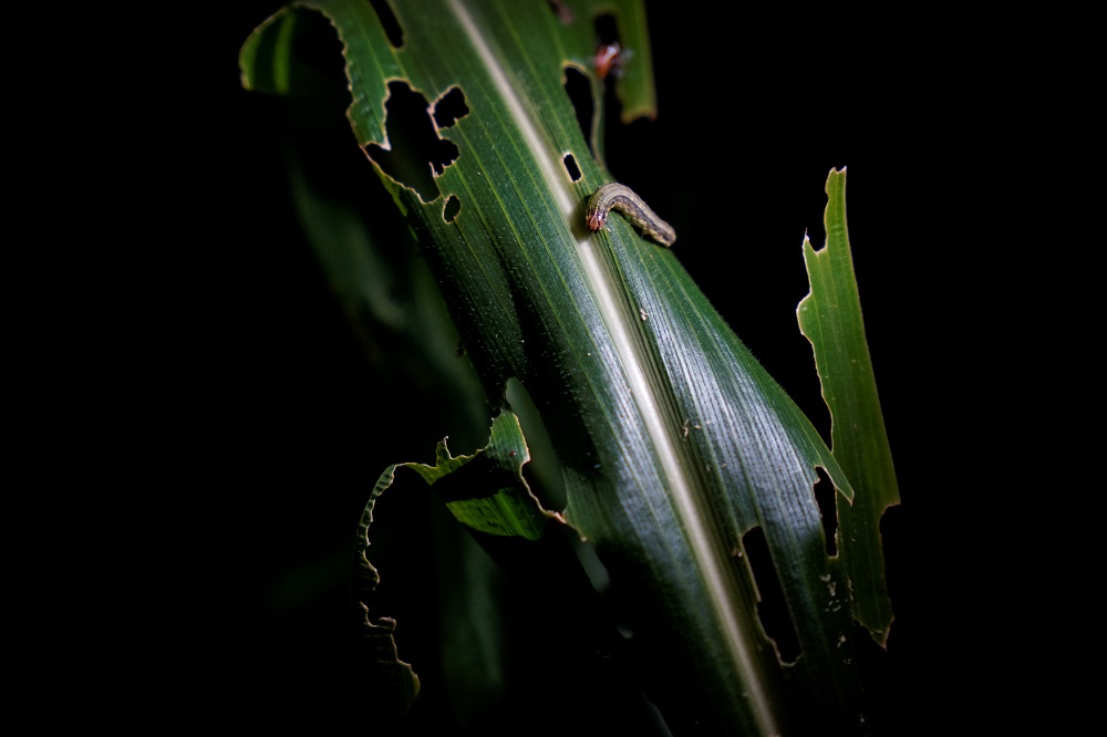 An armyworm, which usually comes out at night, is seen on corn crop at a village of Menghai county in Xishuangbanna Dai Autonomous Prefecture, Yunnan Province, China July 12, 2019. u00e2u20acu201d Reuters pic