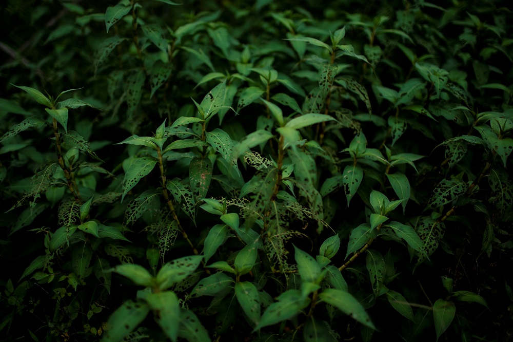 Plant leaves hit by armyworm are seen next to a cornfield in Nuodong village of Menghai county in Xishuangbanna Dai Autonomous Prefecture, Yunnan Province, China July 13, 2019. — Reuters pic