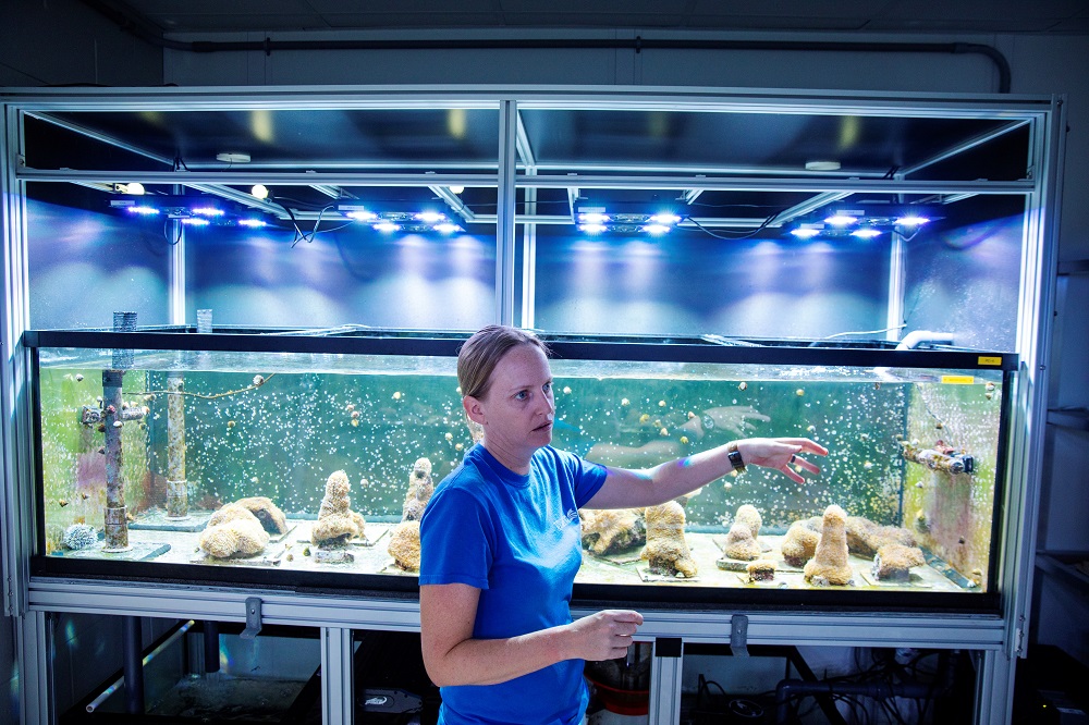 Chief coral scientist Keri O'Neill gestures in front of a tank of Pillar coral (Dendrogyra cylindricus) just a few days before the animals would successfully spawn in an aquarium for the first time at a Florida Aquarium facility in Apollo Beach, Florida August 14, 2019. — Reuters pic