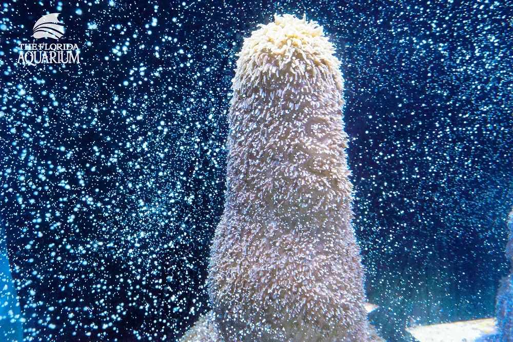 Eggs and sperm fill the water column from Pillar coral (Dendrogyra cylindricus) as it successfully spawns in an aquarium for the first time at a Florida Aquarium facility in Apollo Beach, Florida August 22, 2019. — Florida Aquarium/Reuters pic