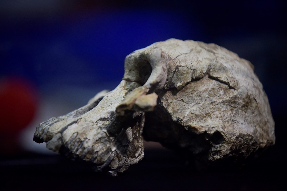 A picture taken on August 28, 2019 shows a 3.8 million-year-old skull of an early human, known as u00e2u20acu02dcMRDu00e2u20acu2122 and belonging to the species Australopithecus anamensis, displayed during its presentation in Addis Ababa. u00e2u20acu201d AFP pic          