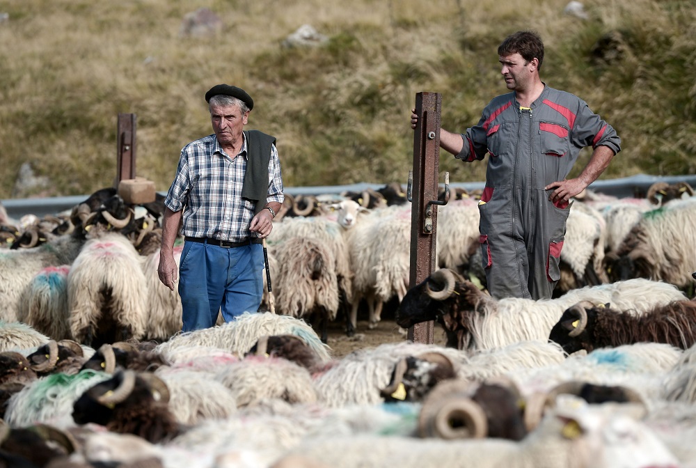 Herdsmen Sebastien Uthurriague (right) and his father Michel watch their Manex sheep in Iraty, Larrau, in the Pyrenees July 24, 2019. — AFP pic  