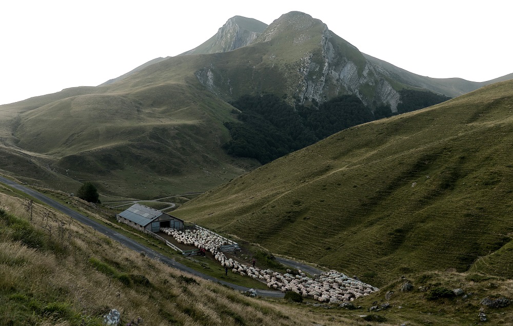 A ewe flock go out to graze near the Mount Orhy (2017 metres high) in Iraty, Larrau, in the Pyrenees July 24, 2019. u00e2u20acu201d AFP pic   