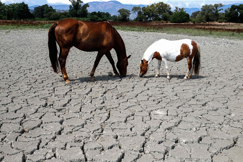 Horses looking for grass to graze in a dry land near Bastelicaccia on the French Mediterranean island of Corsica July 27, 2019. u00e2u20acu201d AFP pic         