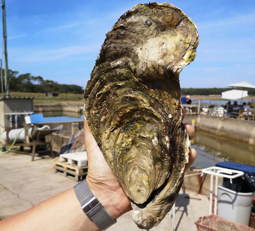 This handout picture released on August 8, 2019 by Les Viviers de la Guittiere oyster farm in Talmont-Saint-Hilaire, western France, shows a giant oyster of 1,440kg, 25 centimetres high and aged between 13 and 15 years. u00e2u20acu201d Viviers de la Guittiere/AFP pic