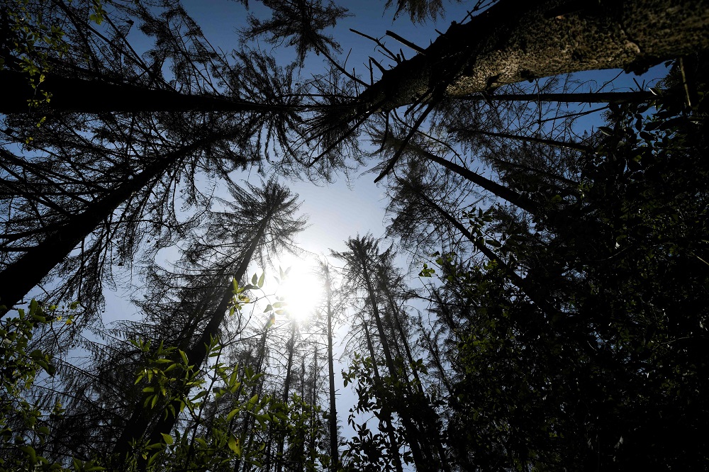 This file photo taken on July 25, 2019  shows spruce trees suffering from drought stress in a forest in Nieheim, western Germany. u00e2u20acu201d AFP pic        