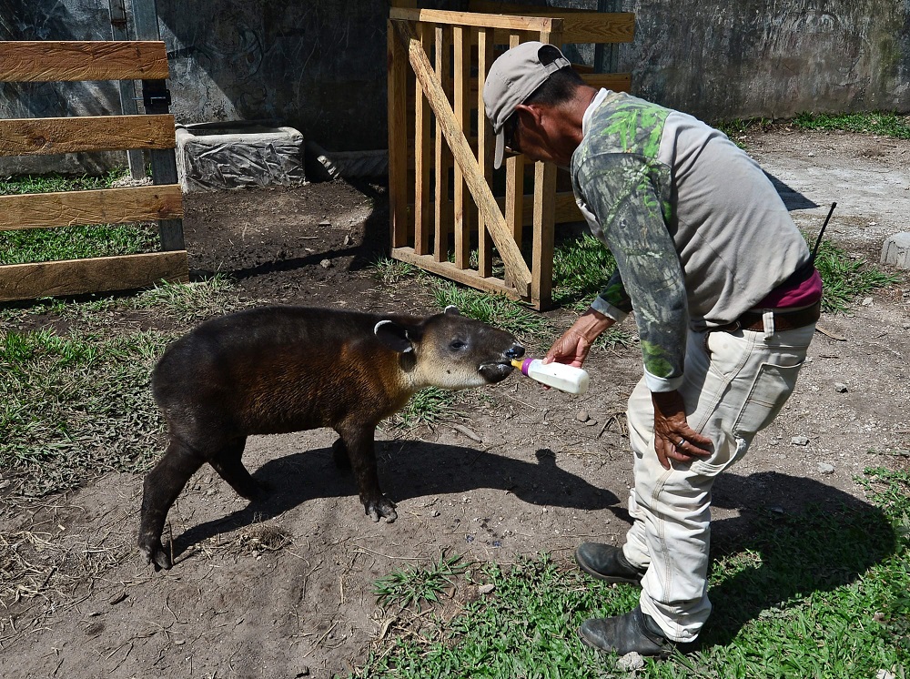 A man feeds a newborn tapir at the Joya Grande zoo in Santa Cruz de Yojoa, 150km north of Tegucigalpa, Honduras August 11, 2019. u00e2u20acu201d AFP pic        