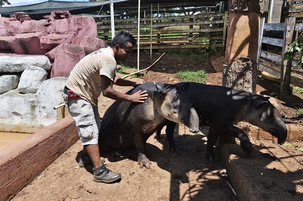 A man takes care of tapirs at the Joya Grande zoo in Santa Cruz de Yojoa, 150km north of Tegucigalpa, Honduras August 11, 2019. — AFP pic