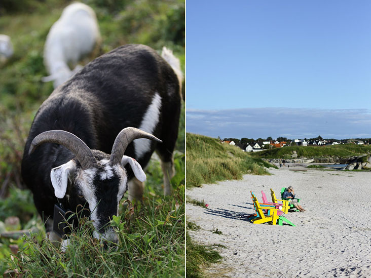 Goats grazing (left) and lounging on the beach (right)