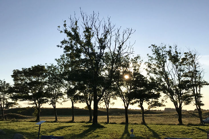 Burst of sunset through the trees
