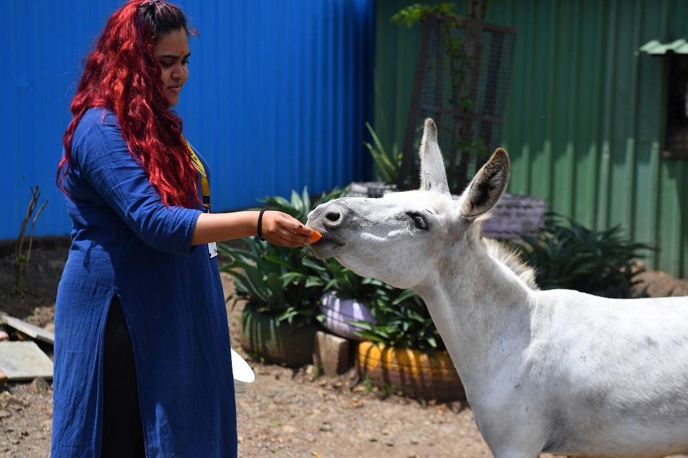 In this photograph taken on July 24, 2019 rescued female donkey Emily is fed a papaya by RESQ Charitable Trust head Jessica Roberts at the RESQ animal rescue and rehabilitation centre in Pune. u00e2u20acu201d AFP pic        