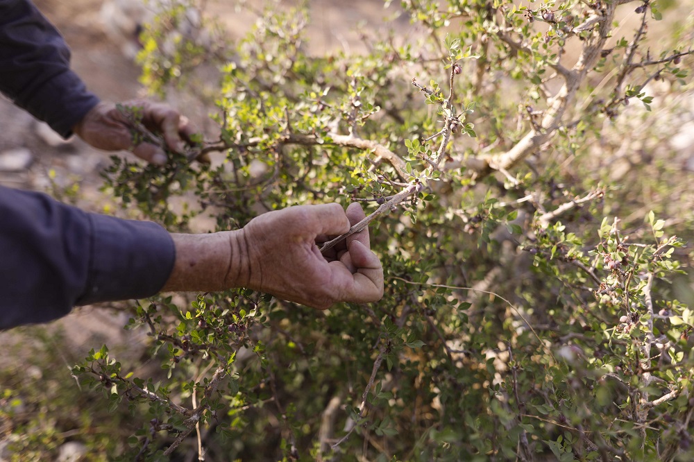 Israeli farmer Guy Erlich inspects a branch from his Persimmon (balsam) plants, from which he extracts perfume, at a farm on a small hill near the settlement of Almog in the Israeli-occupied West Bank May 28, 2019. — AFP pic          