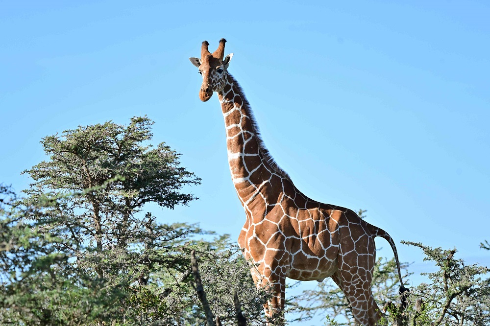 A picture taken on May 28, 2019 shows a male reticulated giraffe towering over scrub at Ol-Pejeta conservancy at Laikipia's county headquarters, Nanyuki. u00e2u20acu201d AFP pic           
