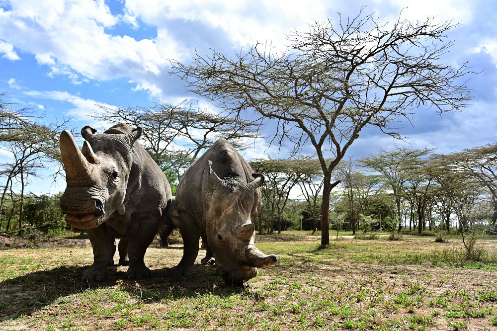 A picture taken on May 28, 2019 shows the worldu00e2u20acu2122s last female pair of northern white Rhinoceros, Najin (left) with her daughter Fatu in their enclosure at Ol-Pejeta conservancy at Laikipiau00e2u20acu2122s county headquarters, Nanyuki, Kenya. u00e2u20acu201d AFP pic           