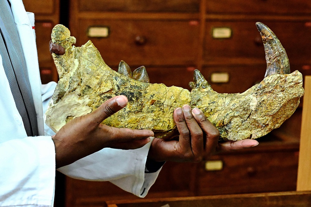 Job Kibii, head of the National Museums of Kenyau00e2u20acu2122s palaeontology department, holds a piece of the 23-million-year-old bone of the giant u00e2u20acu02dcsimbakubwa kutokaafrikau00e2u20acu2122 at the Nairobi National Museum, in Nairobi May 23, 2019. u00e2u20acu201d AFP pic         