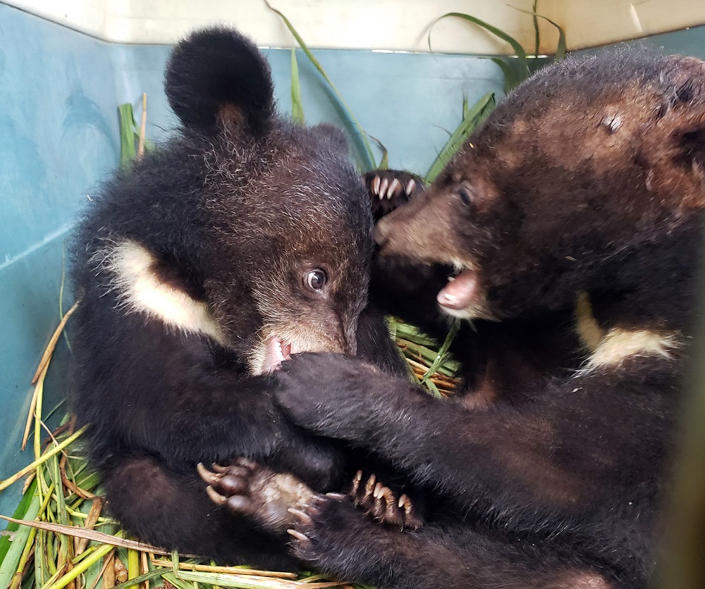 This handout from Free the Bears taken on August 19, 2019 and released on August 26, 2019 shows two Asiatic black bear cubs after they were rescued in Luang Namtha province. u00e2u20acu201d Free the Bears/AFP pic