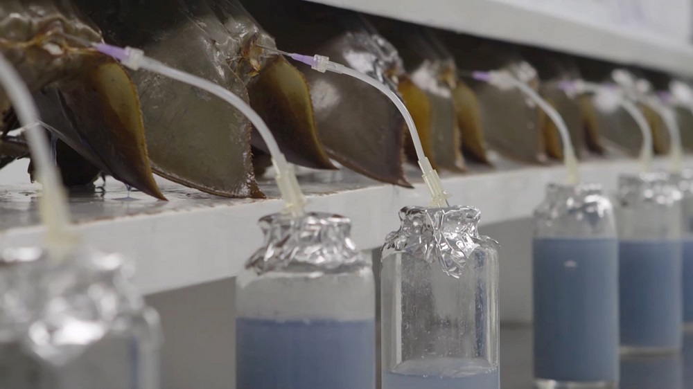 Blood is extracted from horseshoe crabs at a Lonza biotech facility in Walkersville, Maryland in an undated still image from video. u00e2u20acu201d Lonza/Reuters pic