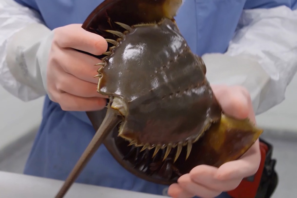 A technician holds a horseshoe crab at a Lonza biotech facility in Walkersville, Maryland in an undated still image from video. — Lonza/Reuters pic