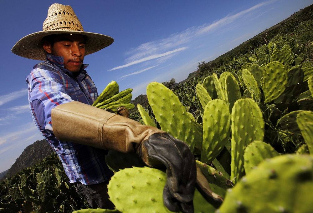 A worker collects white nopal in Zapopan, Jalisco state, Mexico August 1, 2019. u00e2u20acu201d AFP pic         