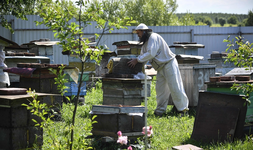 Beekeeper Anatoly Rubtsov works at his honeybee farm on the edge of the village of Bobrovka in Tula region, south of Moscow July 18, 2019. u00e2u20acu201d AFP pic       