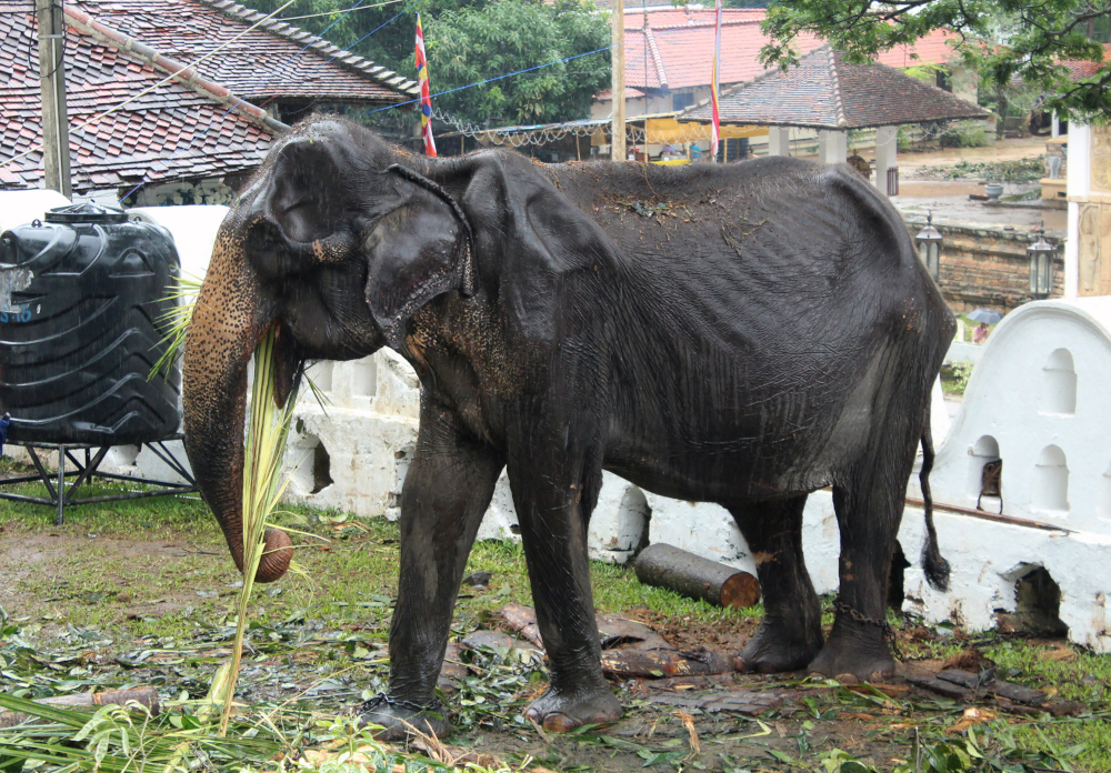This photo taken August 13, 2019 shows 70-year-old emaciated elephant Tikiri eating at the Temple of the Tooth in the central city of Kandy, where she was brought to attend an annual Buddhust pageant. u00e2u20acu201d AFP pic 