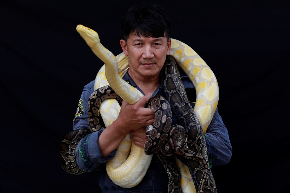 Firefighter Pinyo Pukpinyo, known as ‘snake wrangler’, poses for a photograph with pythons of which some were caught by him, Bangkok August 7, 2019. ― Reuters pic