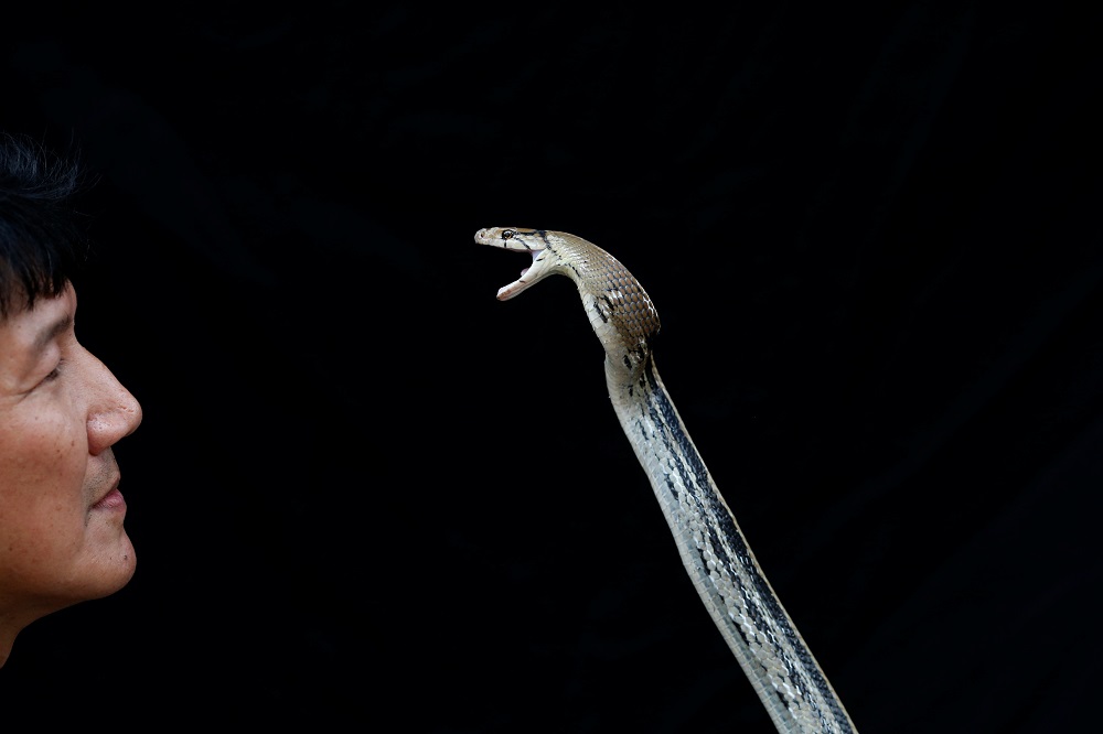 Firefighter Pinyo Pukpinyo, known as u00e2u20acu02dcsnake wrangleru00e2u20acu2122, shows a copperhead rat snake which he caught, at a fire station in Bangkok August 7, 2019. u00e2u20acu2022 Reuters pic