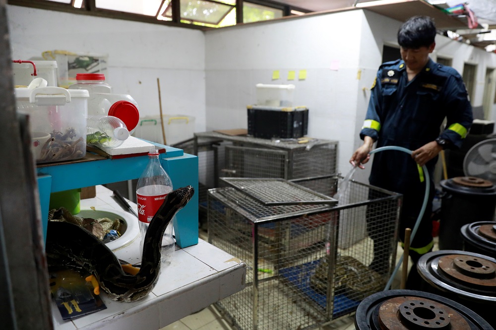 Firefighter Pinyo Pukpinyo, known as ‘snake wrangler’, cleans a snake cage at a fire station in Bangkok August 7, 2019. ― Reuters pic