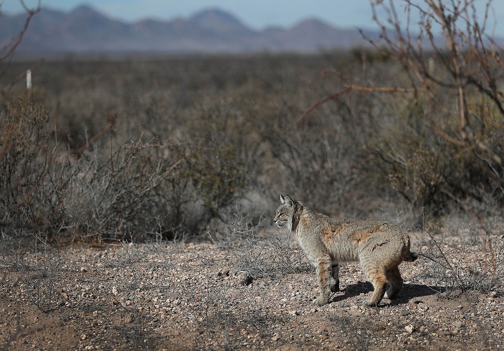 A bobcat is seen walking near the border between the United States and Mexico on January 12, 2019 in Antelope Wells, New Mexico. u00e2u20acu2022 AFP pic          