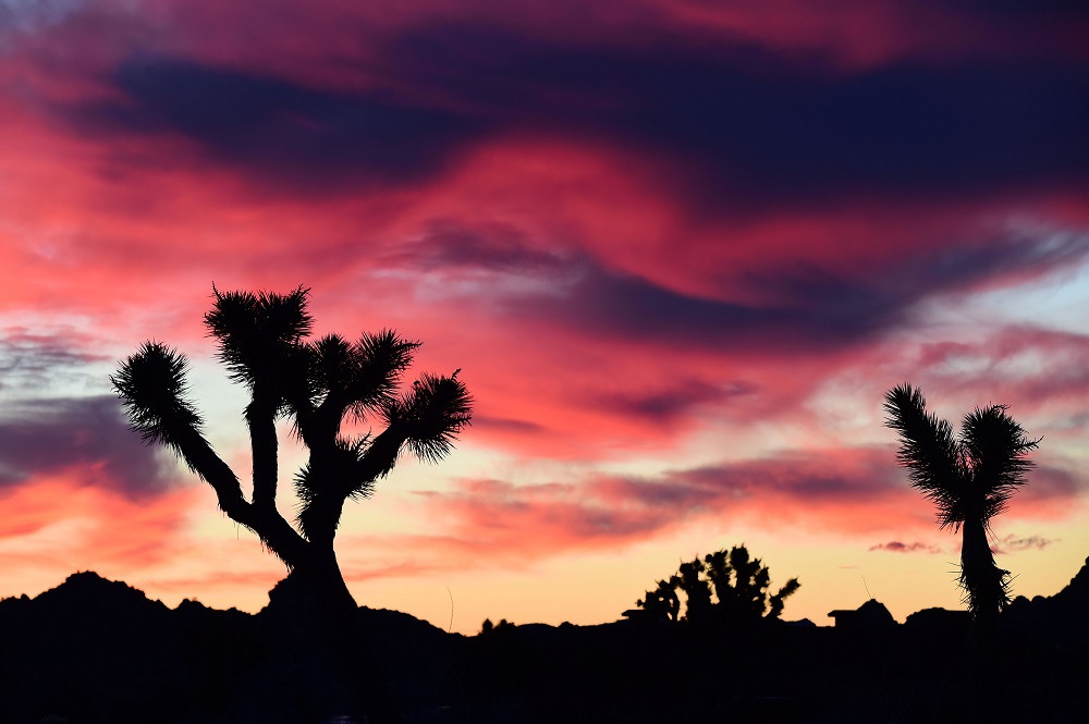 In this file photo taken on January 25, 2016, clouds illuminated by the pre-dawn sun frame Joshua Trees in Pioneertown, California, in the Mojave Desert. u00e2u20acu201d AFP pic      