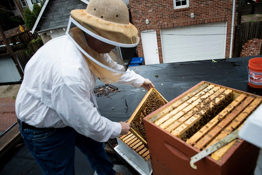 Urban beekeeper Del Voss looks at beehives in his apiary above his garage in Washington August 7, 2019. u00e2u20acu2022 AFP pic          