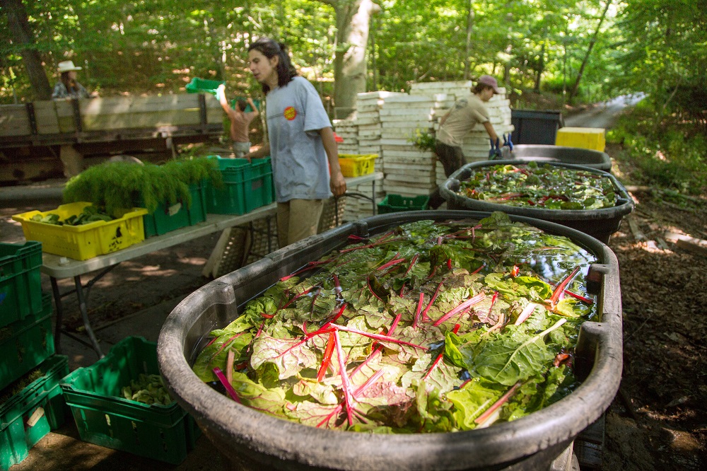 Vegetables are seen at the Quail Hill Farm, one of the country's original u00e2u20acu02dccommunity-supported agricultureu00e2u20acu2122 farms, which follows sustainable, organic practices, in Amagansett, New York July 4, 2019. u00e2u20acu201d Reuters pic 
