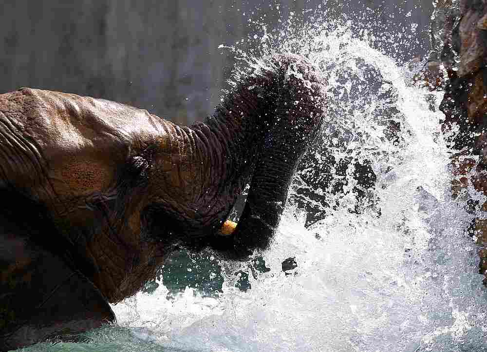 African elephant Daela, former circus star, cools off as temperatures rise to 40 degrees Celsius (104 degrees Fahrenheit) at Skopje Zoo, North Macedonia August 9, 2019. u00e2u20acu201d Reuters pic 