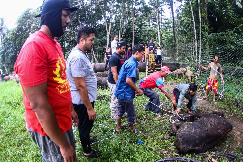Malaysian Muslims get a cow ready for slaughter during Hari Raya Aidiladha celebrations in Hulu Langat August 11, 2019. u00e2u20acu201d Picture by Hari Anggara