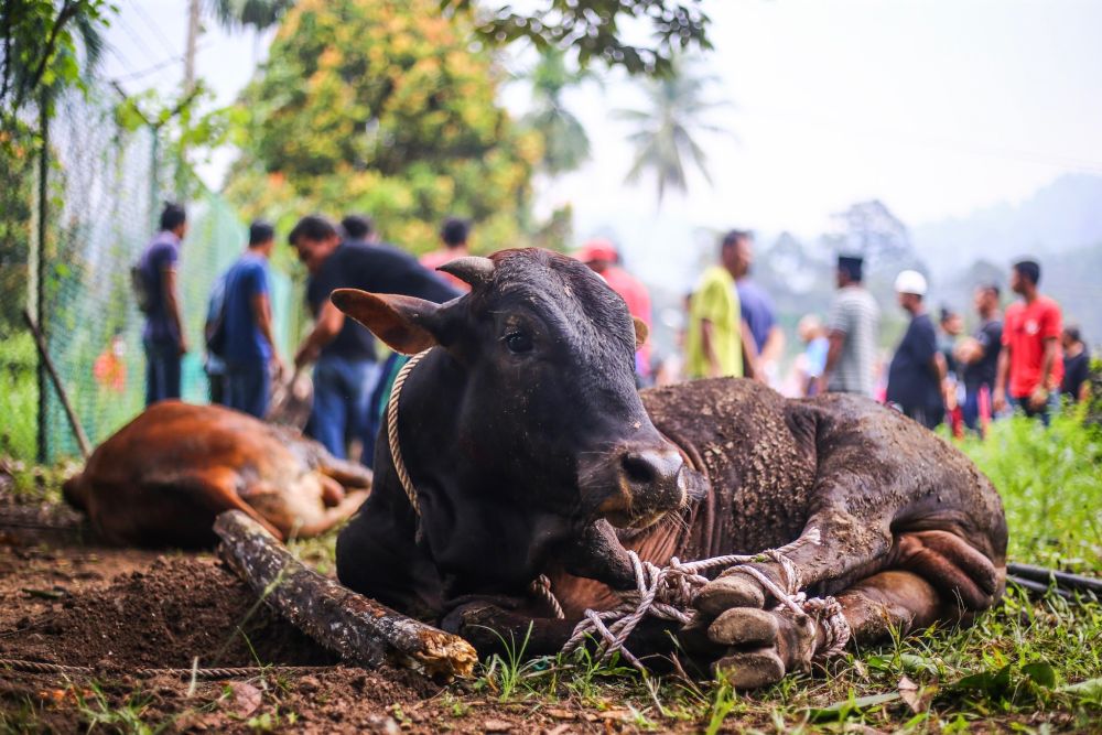 Malaysian Muslims get a cow ready for slaughter during Hari Raya Aidiladha celebrations in Hulu Langat August 11, 2019. u00e2u20acu201d Picture by Hari Anggara