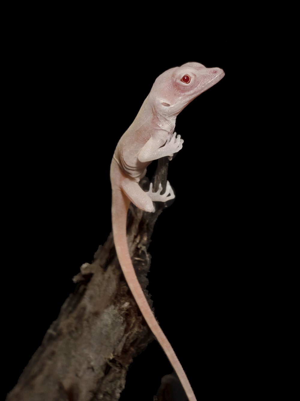 This undated handout photo obtained August 27, 2019 courtesy of Doug Menke and the University of Georgia shows an albino lizard. u00e2u20acu201d Doug Menke/University of Georgia/AFP pic